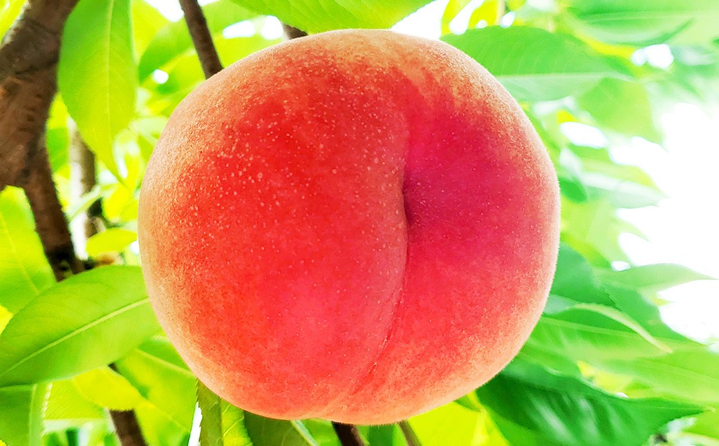 園主が愛情を注ぎ込んだ 桃 （赤桃・黃桃） 詰め合わせ 約2kg （6～11玉）