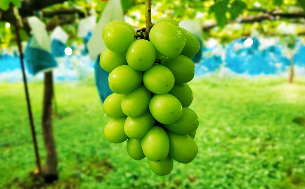 たっぷり日光を浴びたみずみずしい種無しぶどう3種セット ( シャインマスカット ＋ 旬なぶどう ) 約4kg