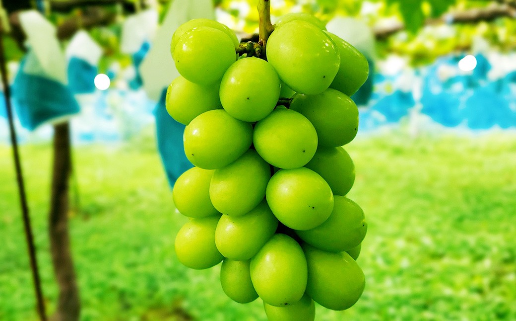 たっぷり日光を浴びたみずみずしい 種無しぶどう3種セット （シャインマスカット＋旬なぶどう） 2kg