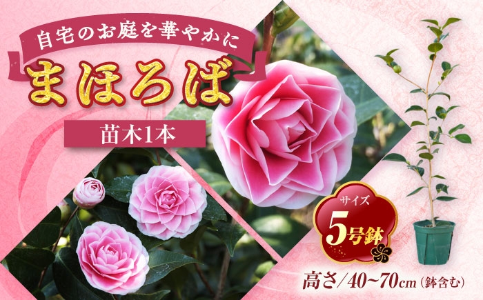 濃桃色に白覆輪！洋花のように華やかな人気椿「まほろば」