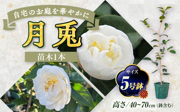 初秋から咲く早咲き種！純白で丸い花姿が愛らしい椿「月兎」