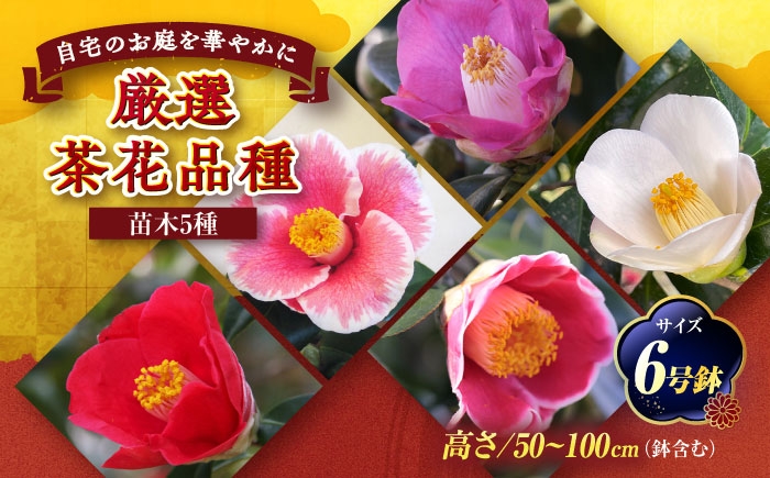 茶席や日常の一輪に。長くお花を楽しめる美しい一重ツバキ5種