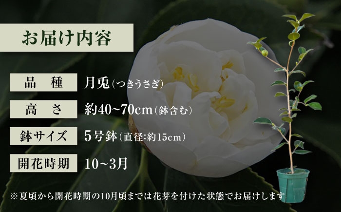 初秋から咲く早咲き種！純白で丸い花姿が愛らしい椿「月兎」