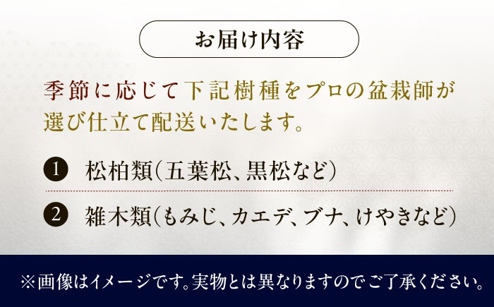 プロの盆栽師が仕立てた盆栽をご自宅で