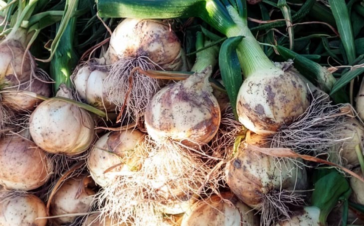 新玉ねぎ（淡路玉三郎）5kg