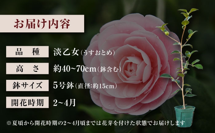 世界で愛される名花「淡乙女」。幾重にも重なる美しい花びら