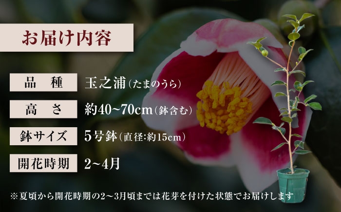 五島列島原産の希少種。お庭を彩る美しい椿「玉之浦」の苗木