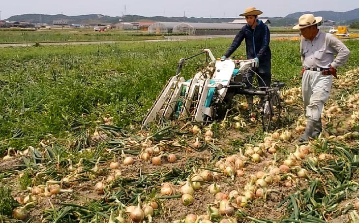 新玉ねぎ（淡路玉三郎）10kg