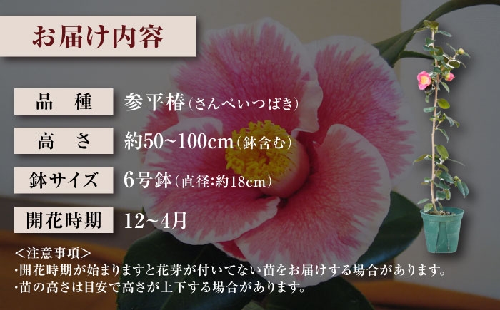 茶席や日常の一輪に。長くお花を楽しめる美しい一重ツバキ5種