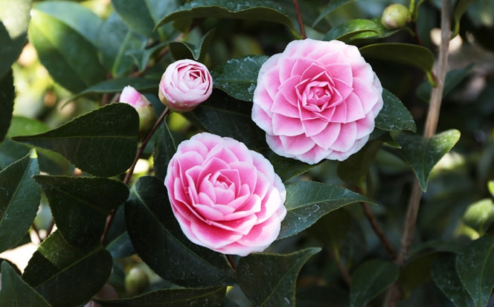 濃桃色に白覆輪！洋花のように華やかな人気椿「まほろば」