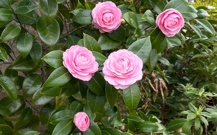 世界で愛される名花「淡乙女」。幾重にも重なる美しい花びら