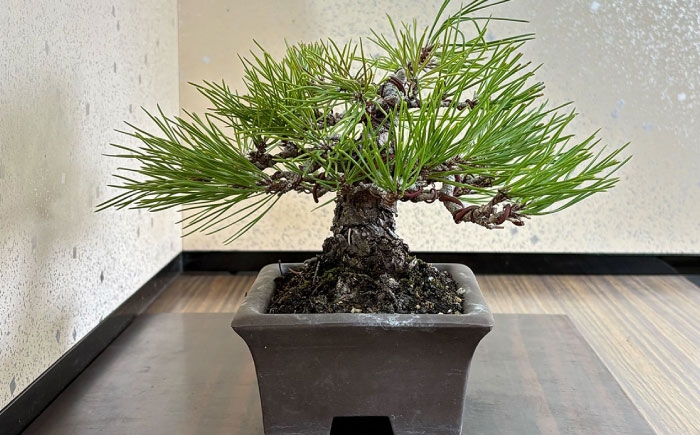 プロの盆栽師が仕立てた盆栽をご自宅で。お父さんへのプレゼントにもおすすめです。