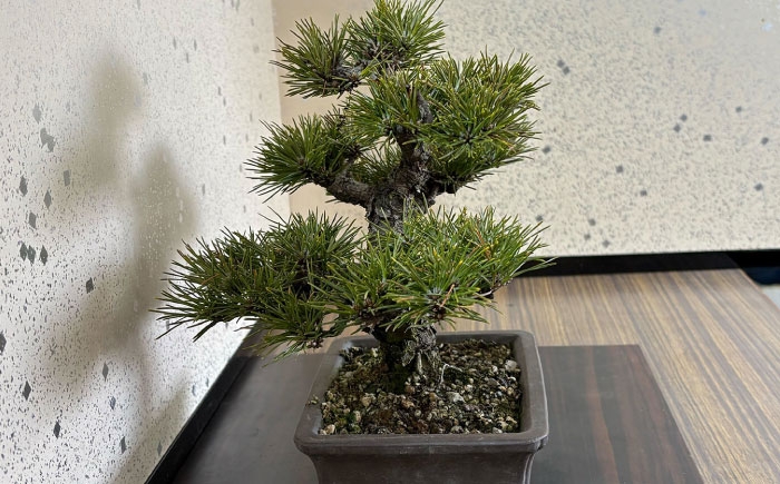 プロの盆栽師が仕立てた盆栽をご自宅で