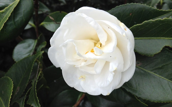 初秋から咲く早咲き種！純白で丸い花姿が愛らしい椿「月兎」