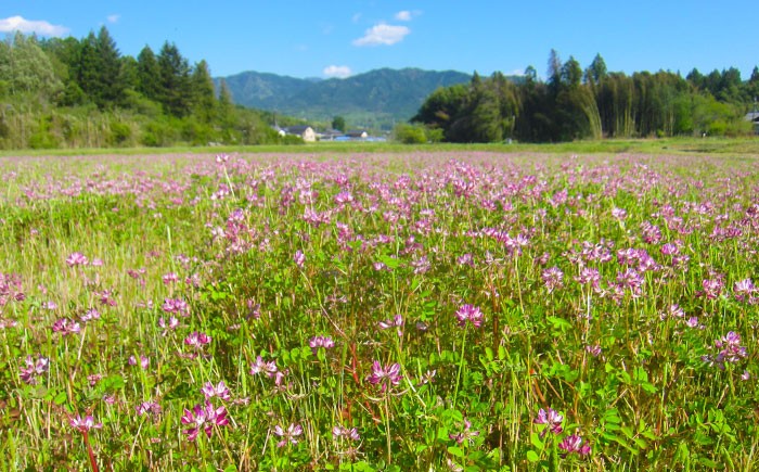 米 ふるさと納税限定 つやひめ つや姫 こめ ツヤヒメ ブランド米 主食 贈答 ギフト おすすめ 人気 岐阜県 恵那市
