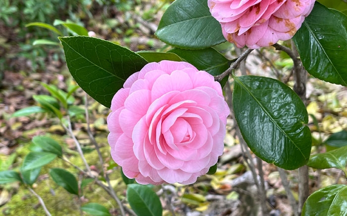 世界で愛される名花「淡乙女」。幾重にも重なる美しい花びら