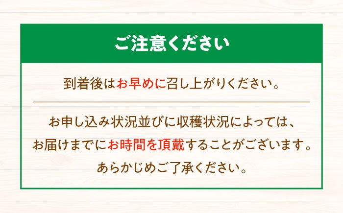 果物 フルーツ デザート 旬 数量限定 葡萄 ぶどう ブドウ グレープ ニューベリーA 種無し 種なし 種無し 大粒 高級