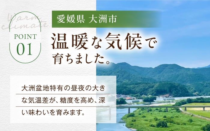 シャインマスカット ブドウ 葡萄 果物 フルーツ シャインマスカット 訳あり 家庭用 ぶどう 葡萄 フルーツ 家庭用 人気