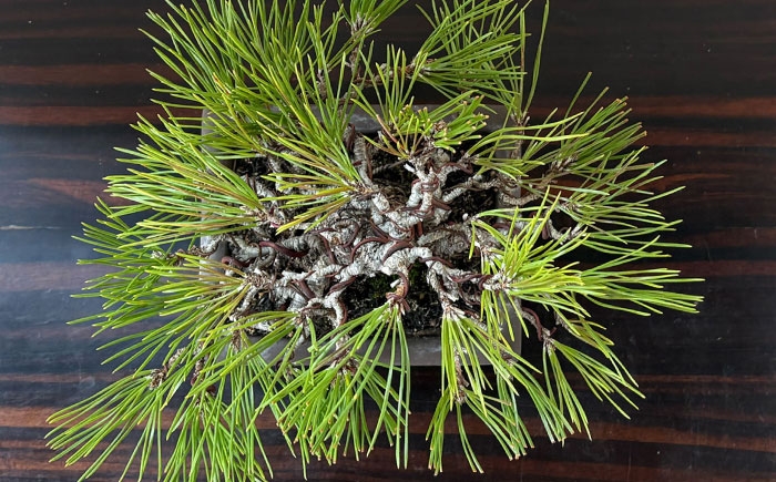 プロの盆栽師が仕立てた盆栽をご自宅で。お父さんへのプレゼントにもおすすめです。