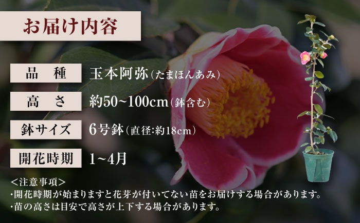 茶席や日常の一輪に。長くお花を楽しめる美しい一重ツバキ5種