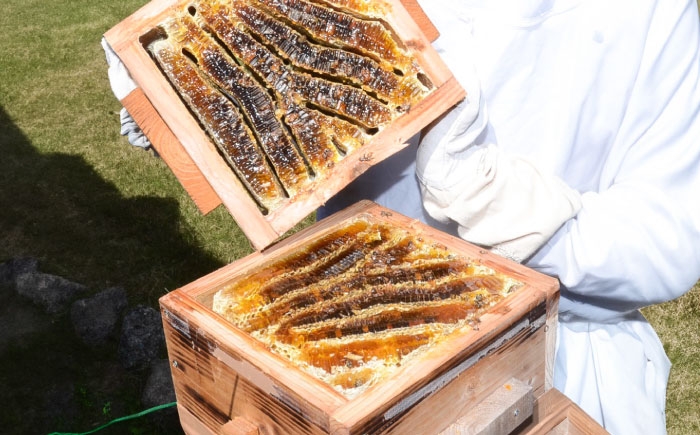 貴重で希少な日本みつばちの非加熱・純粋生はちみつ