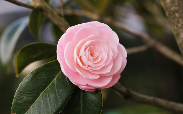 世界で愛される名花「淡乙女」。幾重にも重なる美しい花びら