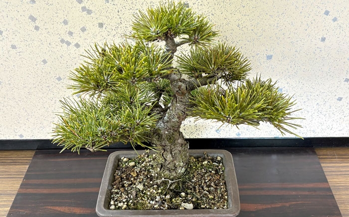 プロの盆栽師が仕立てた盆栽をご自宅で