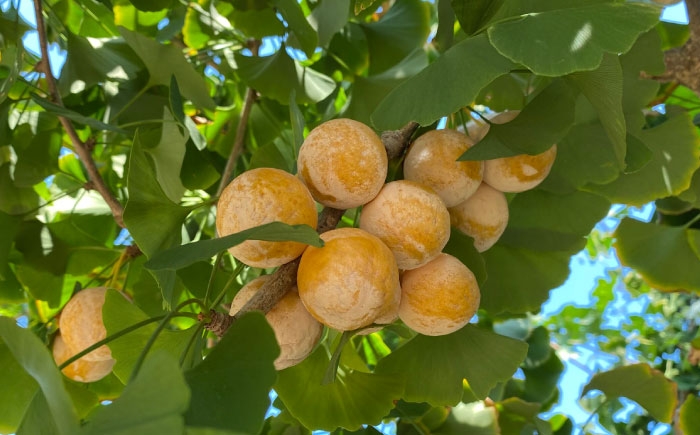 大粒の宝石。極上の藤九郎銀杏で、秋の贅沢を味わう。