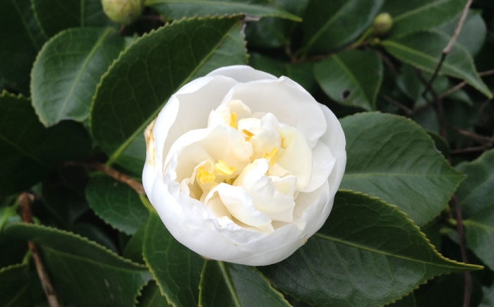 初秋から咲く早咲き種！純白で丸い花姿が愛らしい椿「月兎」