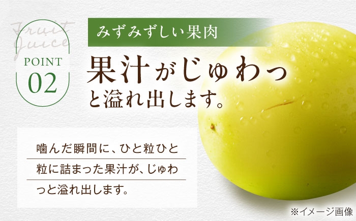 シャインマスカット ブドウ 葡萄 果物 フルーツ シャインマスカット 訳あり 家庭用 ぶどう 葡萄 フルーツ 家庭用 人気