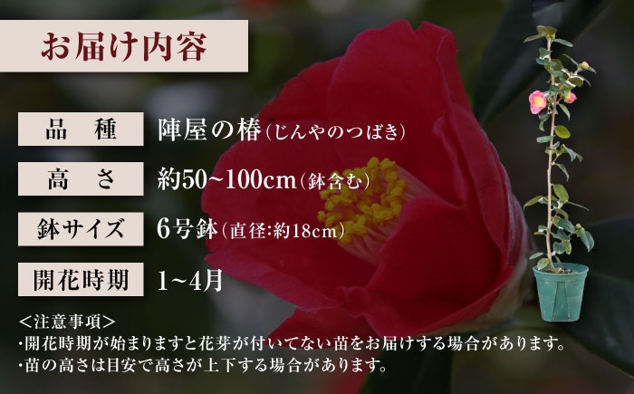 茶席や日常の一輪に。長くお花を楽しめる美しい一重ツバキ5種