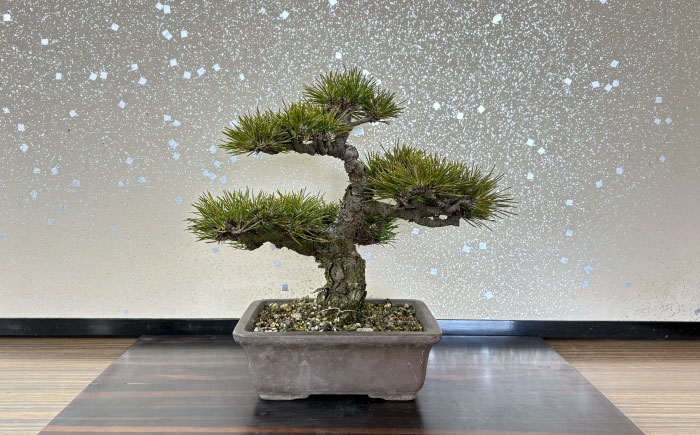 プロの盆栽師が仕立てた盆栽をご自宅で