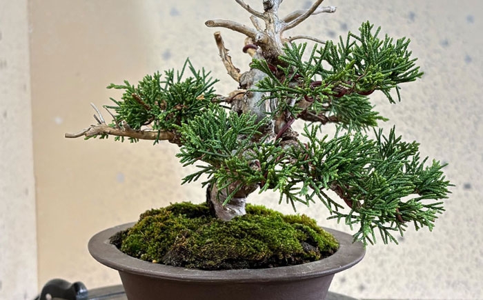 プロの盆栽師が仕立てた盆栽をご自宅で。お父さんへのプレゼントにもおすすめです。