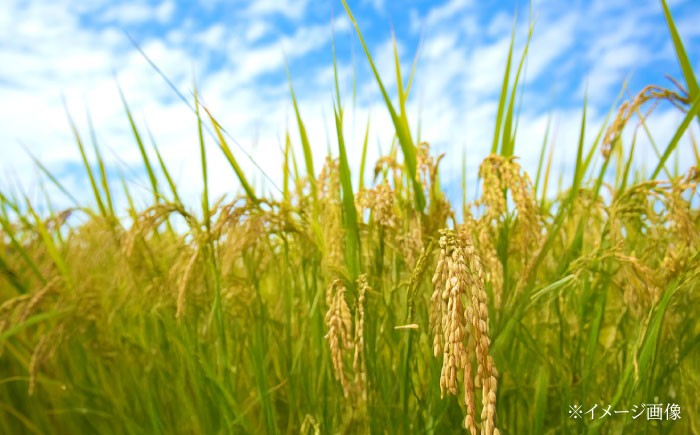 米 ふるさと納税限定 コシヒカリ こめ こしひかり ブランド米 主食 贈答 ギフト おすすめ 人気 岐阜県 恵那市