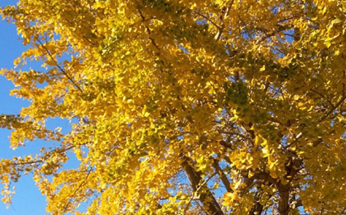 イチョウの枝葉を活用！地球と肌に優しいスーパーウール100%マフラー