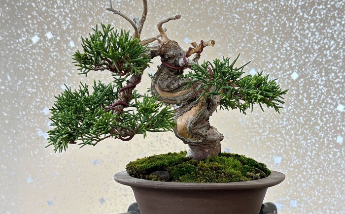 プロの盆栽師が仕立てた盆栽をご自宅で