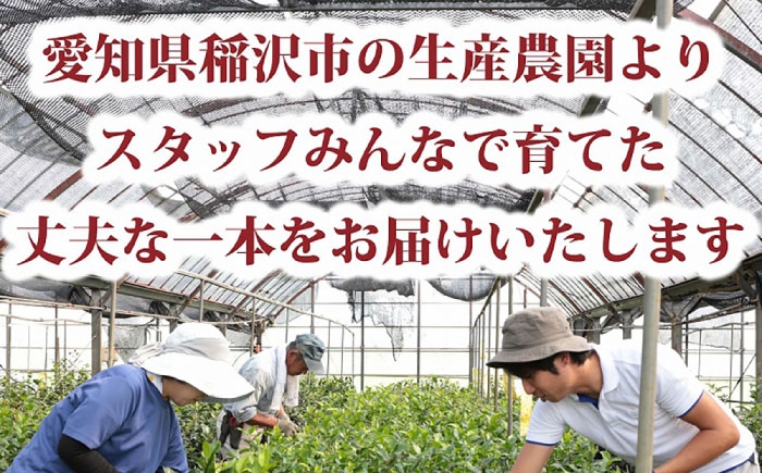 五島列島原産の希少種。お庭を彩る美しい椿「玉之浦」の苗木