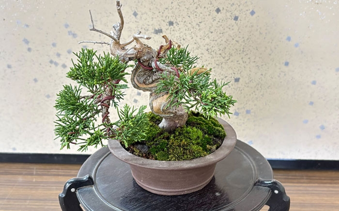 プロの盆栽師が仕立てた盆栽をご自宅で。お父さんへのプレゼントにもおすすめです。