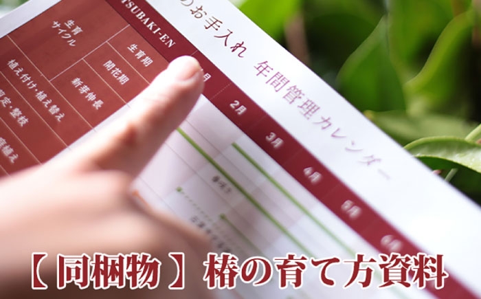 茶席や日常の一輪に。長くお花を楽しめる美しい一重ツバキ5種