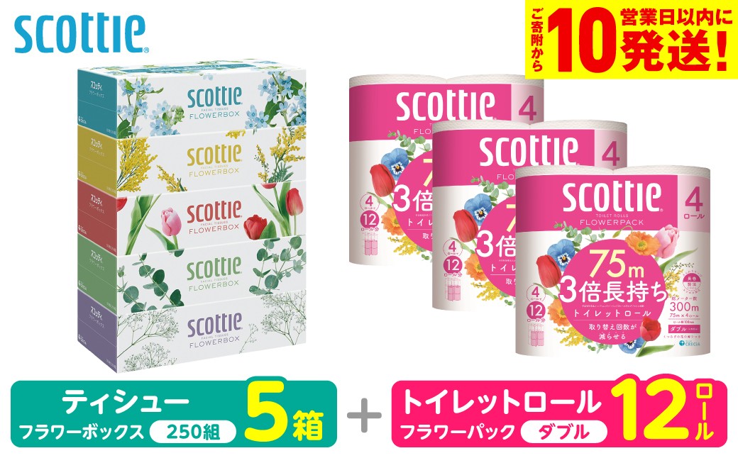 「長持ち」＆「コンパクト」になったスコッティ製品をセットにしてお届け！