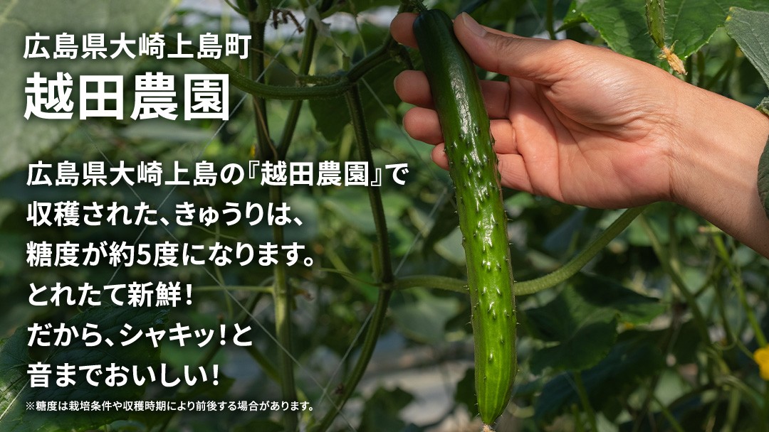 収穫したてのきゅうり