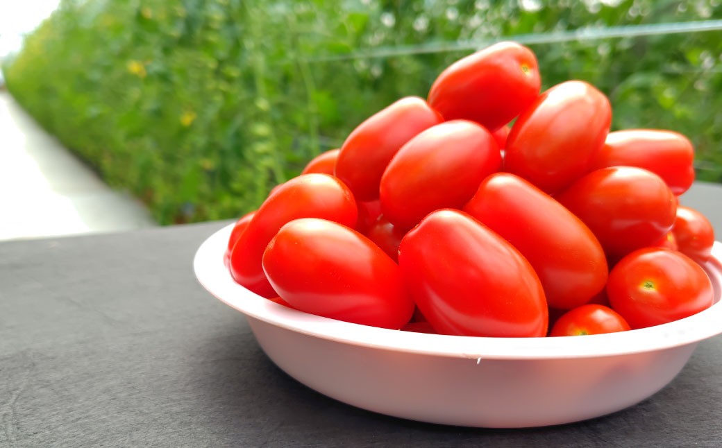 ミニトマト 「北海道ルビー」 （1kg）とミニトマトジュース（200ml×5本）セット