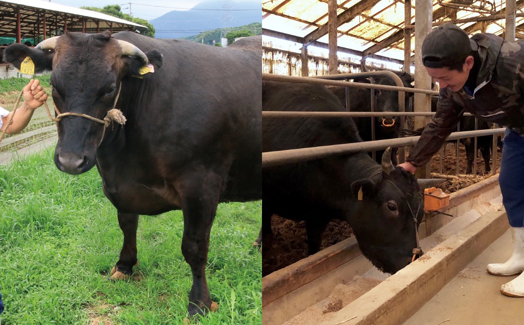 【隔月6ヶ月定期 6回お届け】A5等級 博多和牛肩ロースうす切り 1kg（500g×2パック）