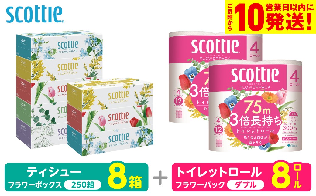 「長持ち」＆「コンパクト」になったスコッティ製品をセットにしてお届け！