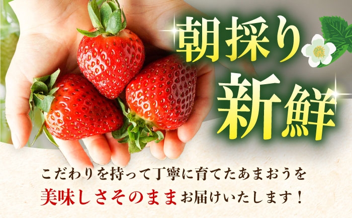 苺専用パッケージに包装し鮮度を保った状態で発送します。