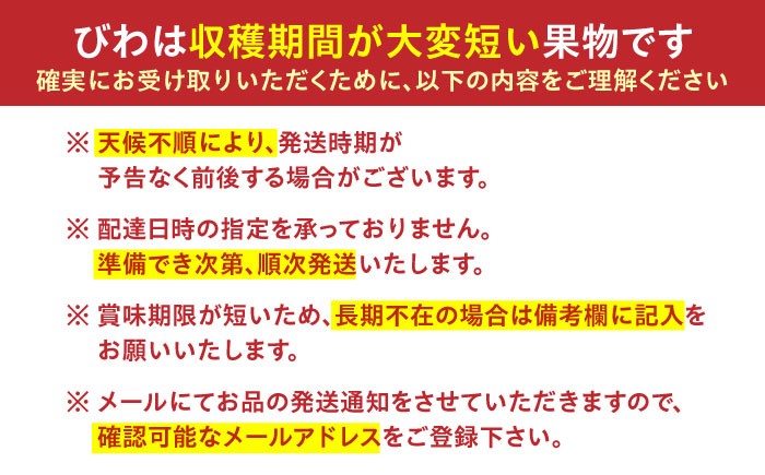 びわ ビワ 枇杷 季節もの フルーツ 果物 