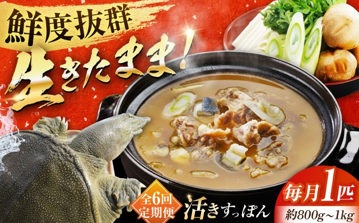 すっぽん スッポン コラーゲン 珍味 海鮮 魚介類 鍋 ナベ なべ セット
