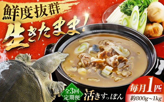 すっぽん スッポン コラーゲン 珍味 海鮮 魚介類 鍋 ナベ なべ セット