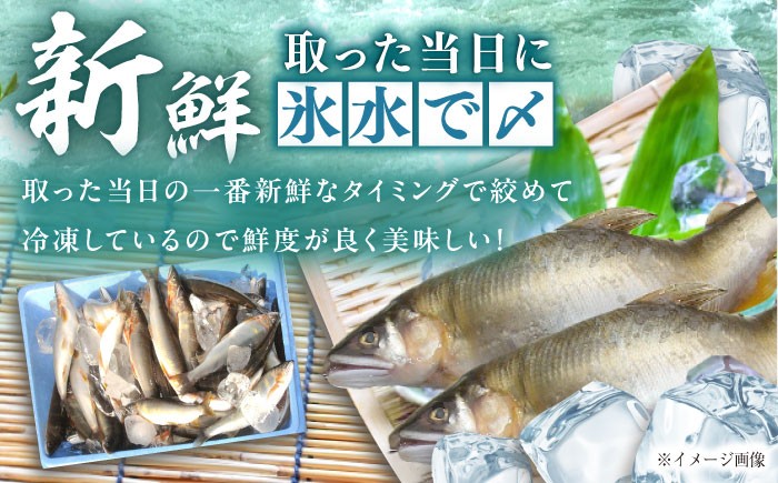 天然あゆ 一夜干し 鮎 干物 お取り寄せ 塩焼き 天然 通年 魚 川魚 天然鮎 贈答 ギフト おすすめ 人気 岐阜県 恵那市