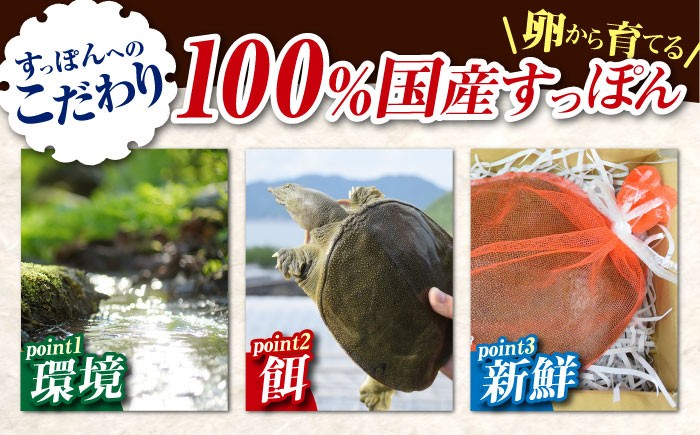 すっぽん スッポン コラーゲン 珍味 海鮮 魚介類 鍋 ナベ なべ セット